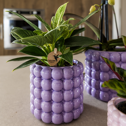 pflanzfix24 | Kolibri Home | Poppy Ziertopf - Purple - Ø9cm