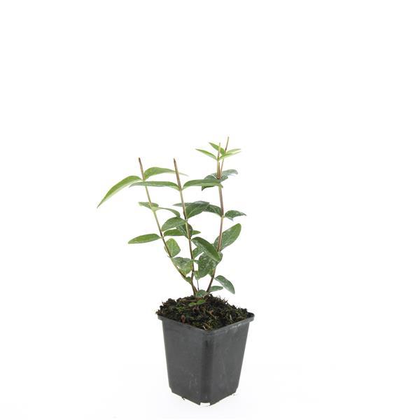 24x Hypericum inodorum 'Rheingold' - ↕10-25cm - Ø9cm - Pflanzfix24