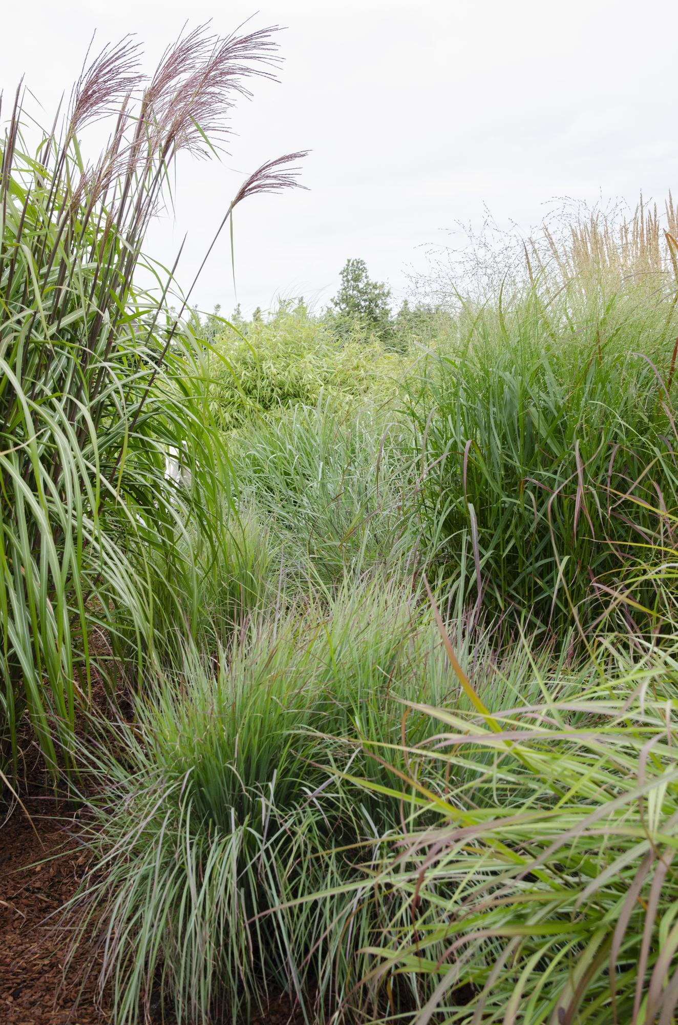 Panicum virgatum 'Prairie Sky' - Ø19cm - ↕50cm - Pflanzfix24