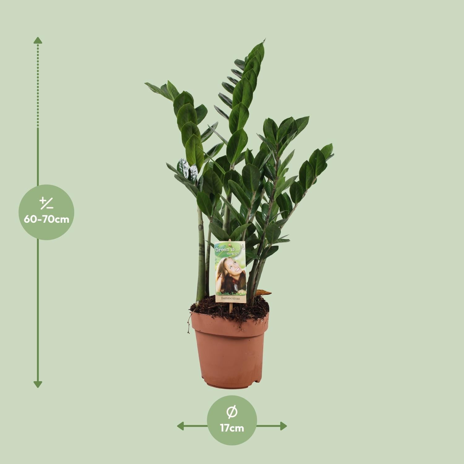 Zamioculcas Ø17cm, 70cm – Pflegeleichte ZZ-Pflanze | Pflanzfix24.de - Pflanzfix24.de