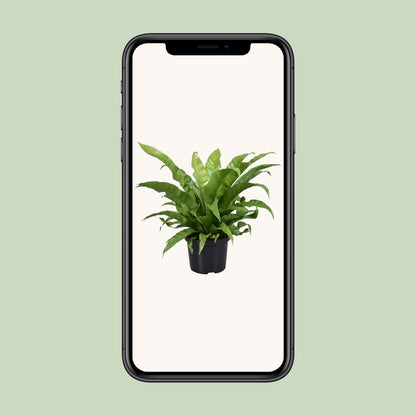 Asplenium Antiquum - Ø23cm - Pflanzfix24.de - Pflanzfix24.de