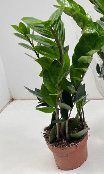 Zamioculcas - Ø12cm - ↕35cm bei Pflanzfix24