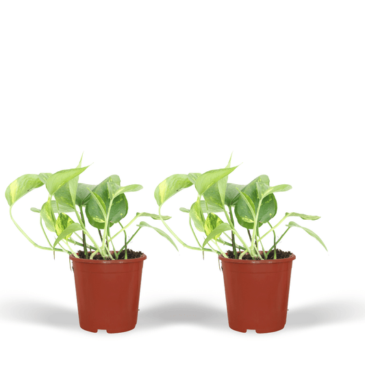 2x Epipremnum Aureum - Scindapsus - 20cm - ø12 - Pflanzfix24.de - Pflanzfix24.de