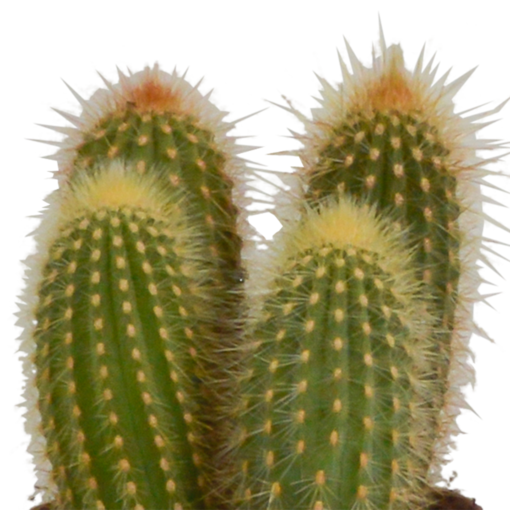 Cereus-Mischung 10,5 cm - 3x - zonder pot - Pflanzfix24.de - Pflanzfix24.de