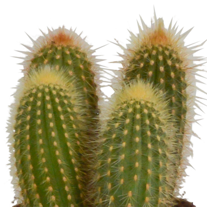 Cereus-Mischung 10,5 cm - 3x - zonder pot - Pflanzfix24.de - Pflanzfix24.de