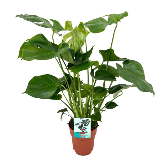 Monstera Deliciosa Ø19cm – 60 cm Zimmerpflanze | Pflanzfix24.de - Pflanzfix24.de