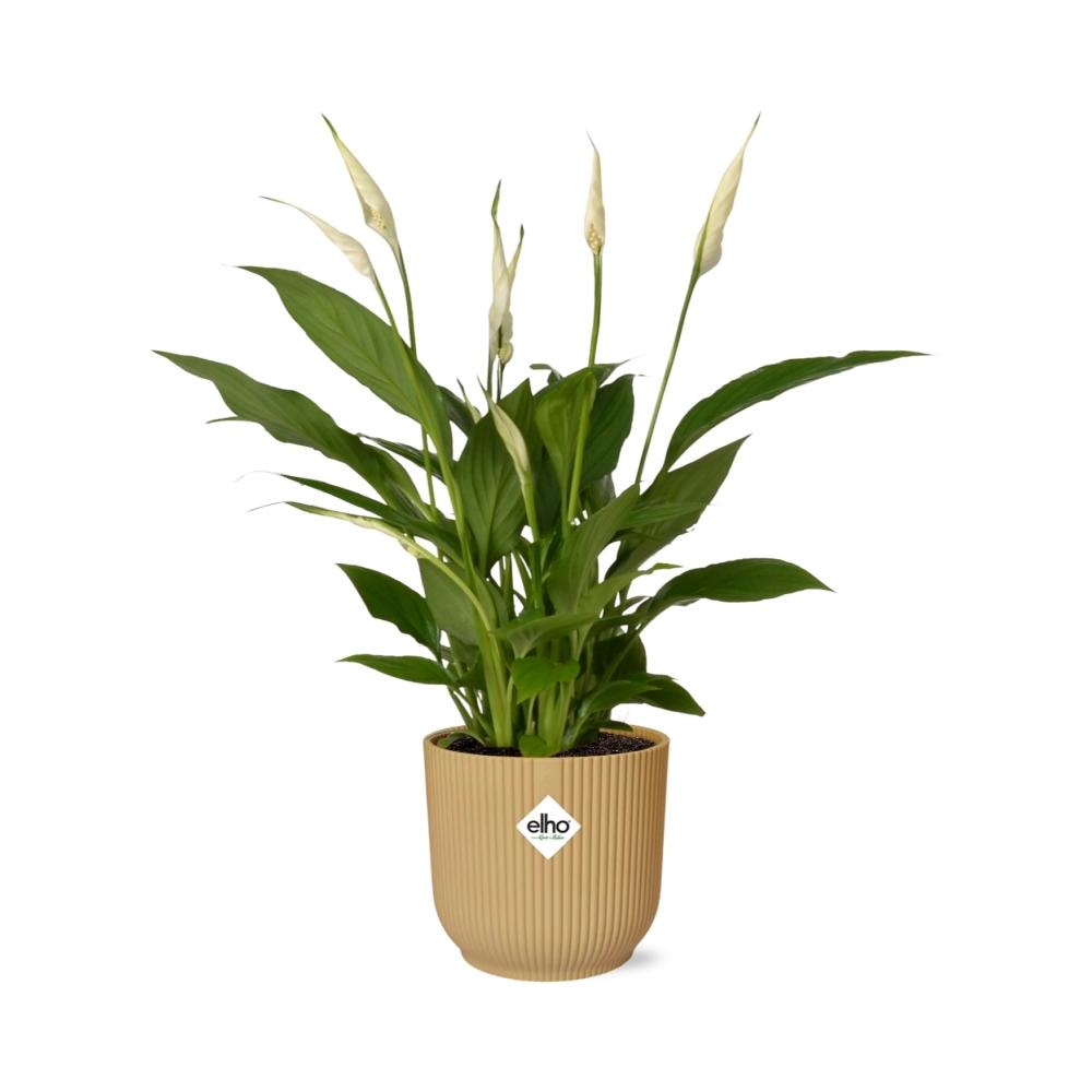 Friedenslilie Spathiphyllum Torelli 12 cm im ELHO Vibes Fold Topf gelb | Pflanzfix24