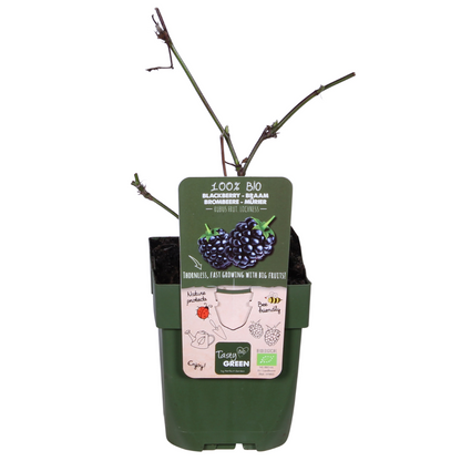 Rubus Lochness - Ø13cm - ↕45cm - Pflanzfix24