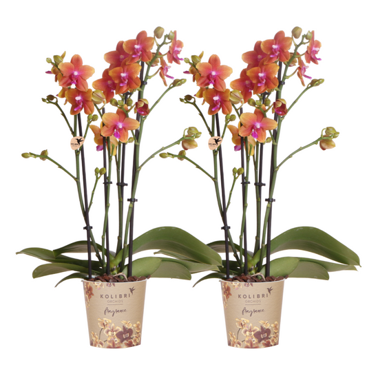 2x Duft-Orchidee Orange Ø12 cm – Phalaenopsis Set | Pflanzfix24.de - Pflanzfix24.de
