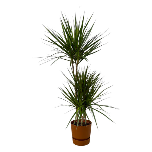 Dracaena Marginata - 120cm - Ø21cm inkl. elho Greenville Round braun D24xH23 - Pflanzfix24