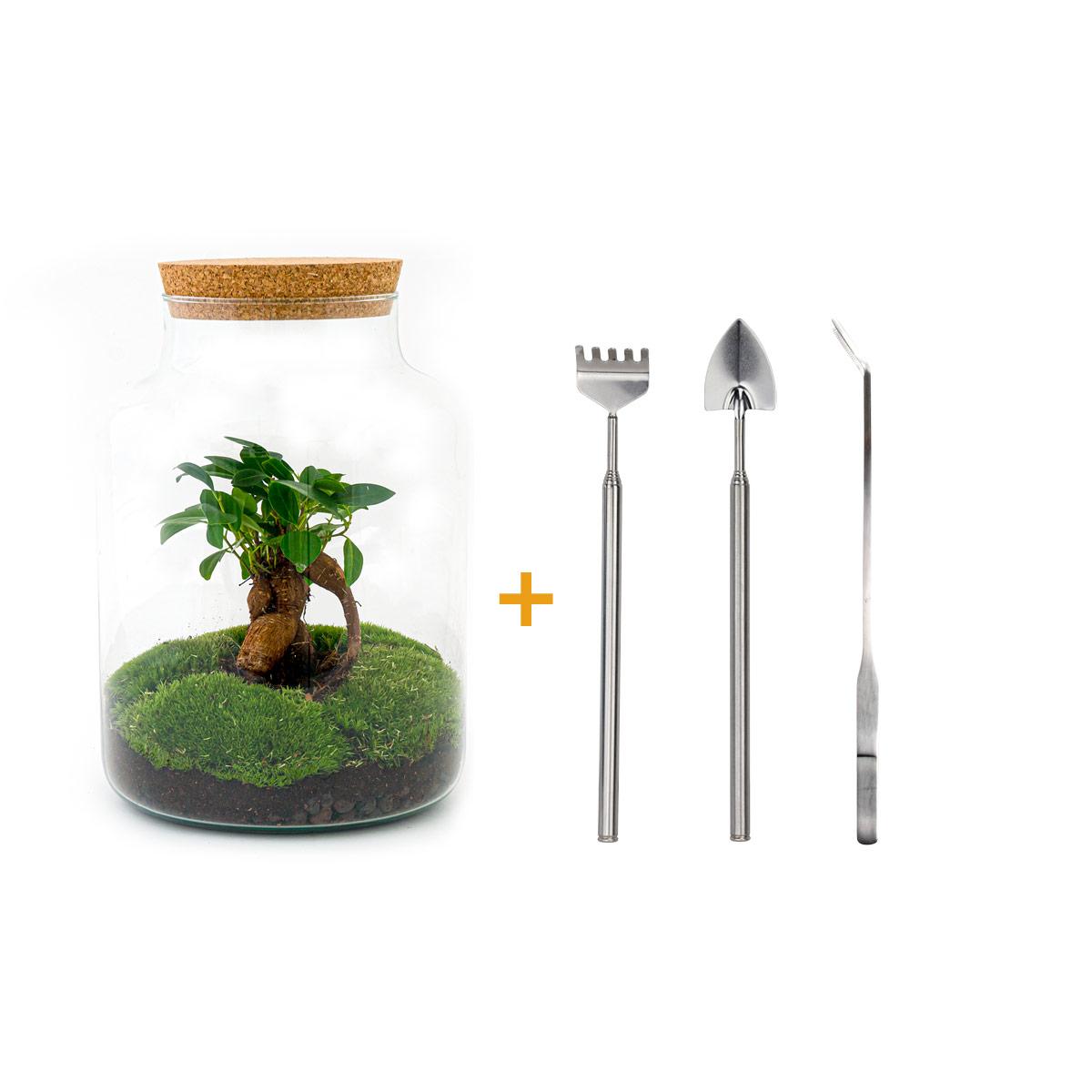 Flaschengarten - Milky mit Bonsai - DIY-Set - Pflanzfix24.de - Pflanzfix24.de