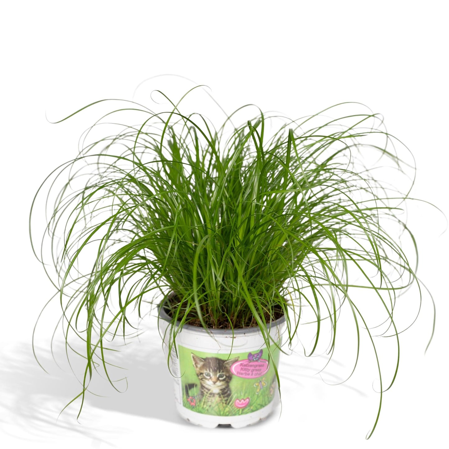 Cyperus Alternifolius - Katzengras - Ø12cm - ↕20cm - Pflanzfix24.de - Pflanzfix24.de