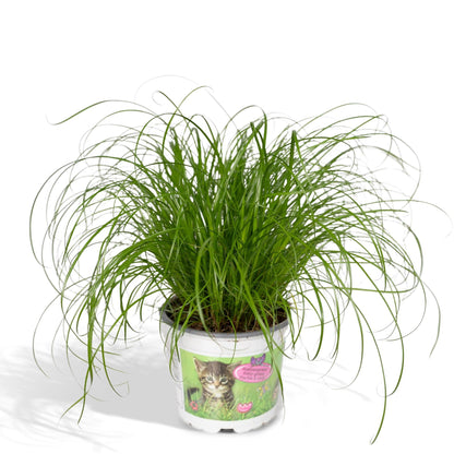 Cyperus Alternifolius - Katzengras - Ø12cm - ↕20cm - Pflanzfix24.de - Pflanzfix24.de