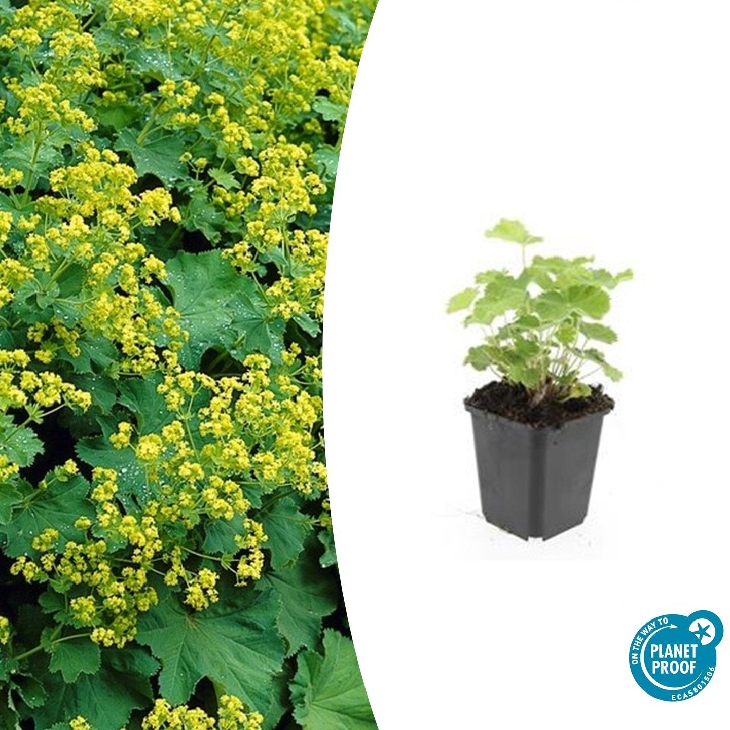 24x Alchemilla mollis - Frauenmantel - 10-25cm - Ø9cm - Pflanzfix24