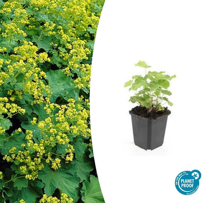 24x Alchemilla mollis - Frauenmantel - 10-25cm - Ø9cm - Pflanzfix24
