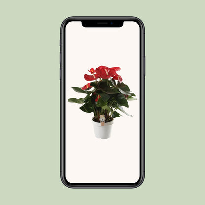 Anthurium Red Champion - Ø21cm - Pflanzfix24