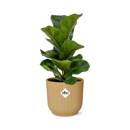 Ficus Lyrata 'Bambino' im ELHO Vibes Fold 14cm gelb - Pflanzfix24