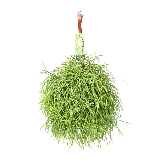 Rhipsalis Baccifera Oasis - Ø17 ↕35 von Pflanzfix24