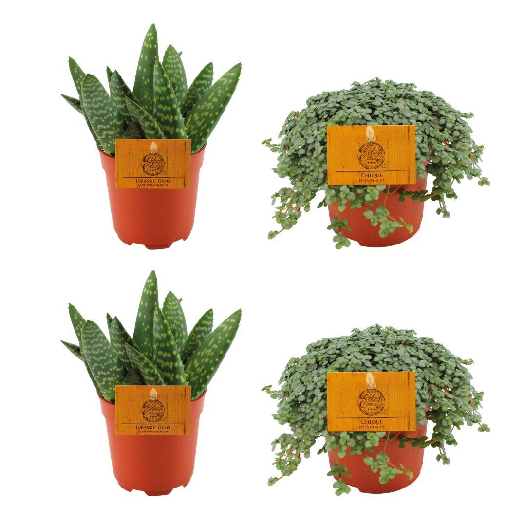 Aloe Paradisicum & Pilea Glauca Set - 4 Stück - Ø10.5cm bei Pflanzfix24
