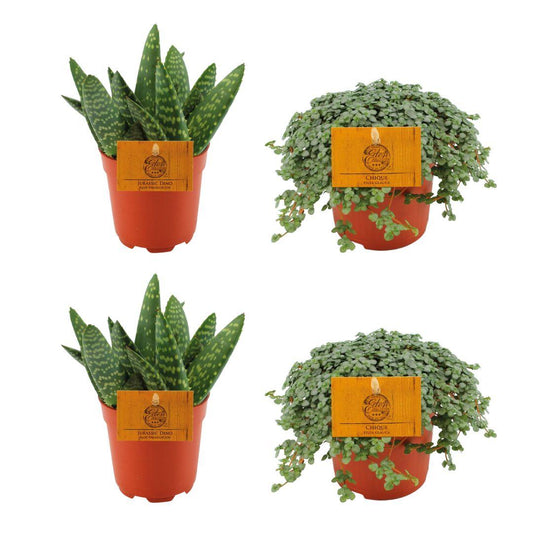 Aloe Paradisicum & Pilea Glauca Set - 4 Stück - Ø10.5cm bei Pflanzfix24