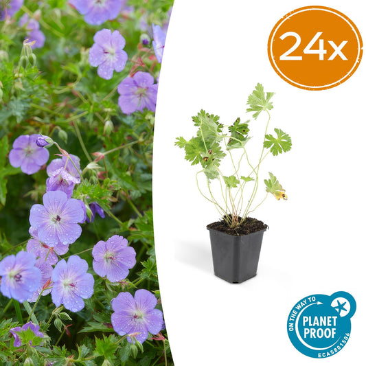 24x Geranium Rozanne - ↕10-25cm - Ø9cm - Pflanzfix24