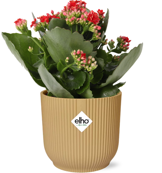 Kalanchoe Rosalina Don Justino Rood + ELHO Vibes Fold 14cm geel - Pflanzfix24.de - Pflanzfix24.de