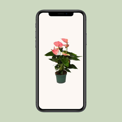 Anthurium Sweet Dream - Ø12cm - ↕35cm - Pflanzfix24.de - Pflanzfix24.de