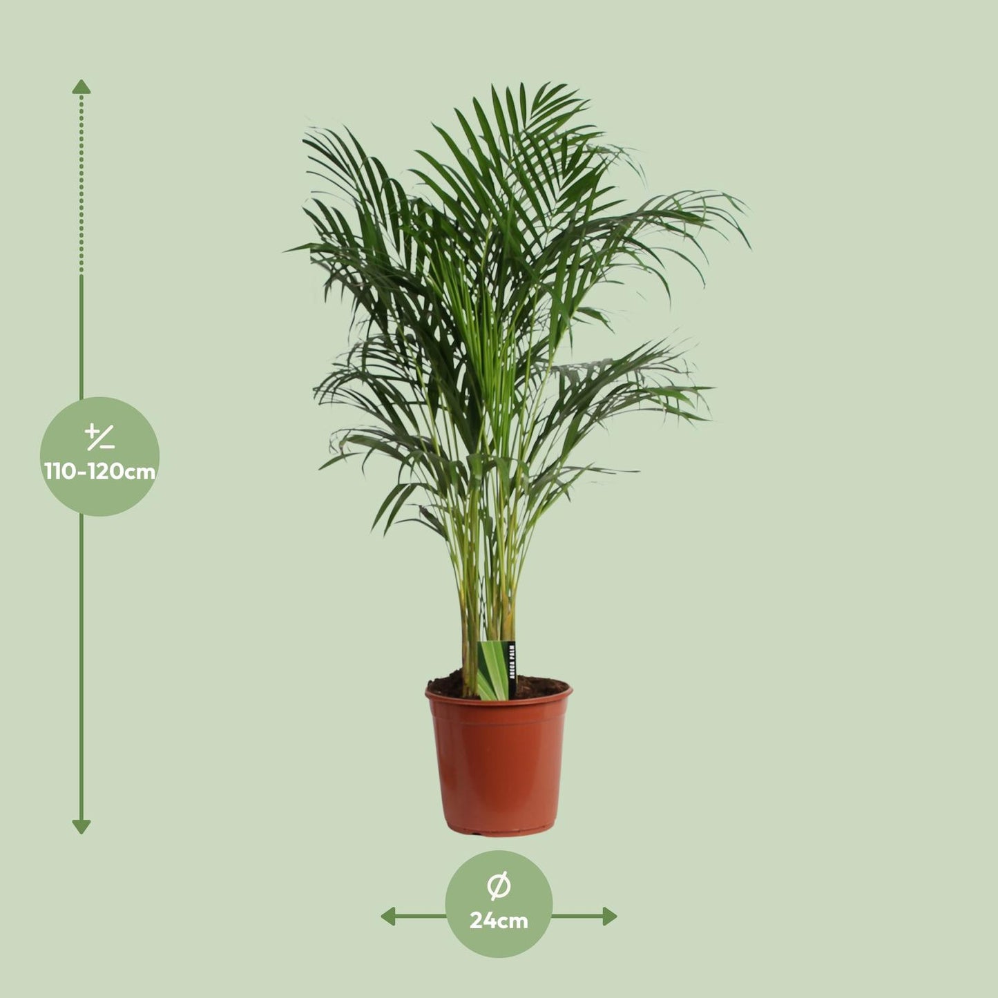 Dypsis Lutescens (Areca) A2 - Ø24cm - ↕120cm bei Pflanzfix24