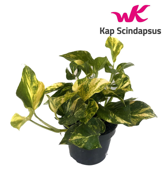Scindapsus Epipremnum N'joy Gold - Ø12cm - Pflanzfix24
