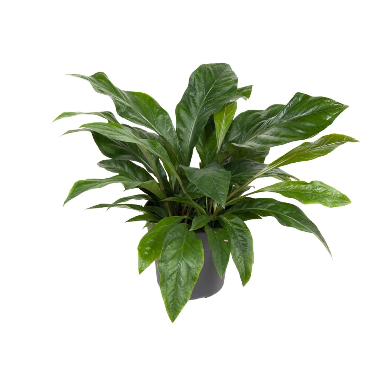 Anthurium Jungle Bush - Ø30cm - ↕70cm bei Pflanzfix24.de - Pflanzfix24.de