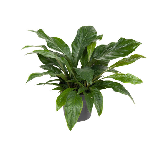 Anthurium Jungle Bush - Ø30cm - ↕70cm bei Pflanzfix24.de - Pflanzfix24.de