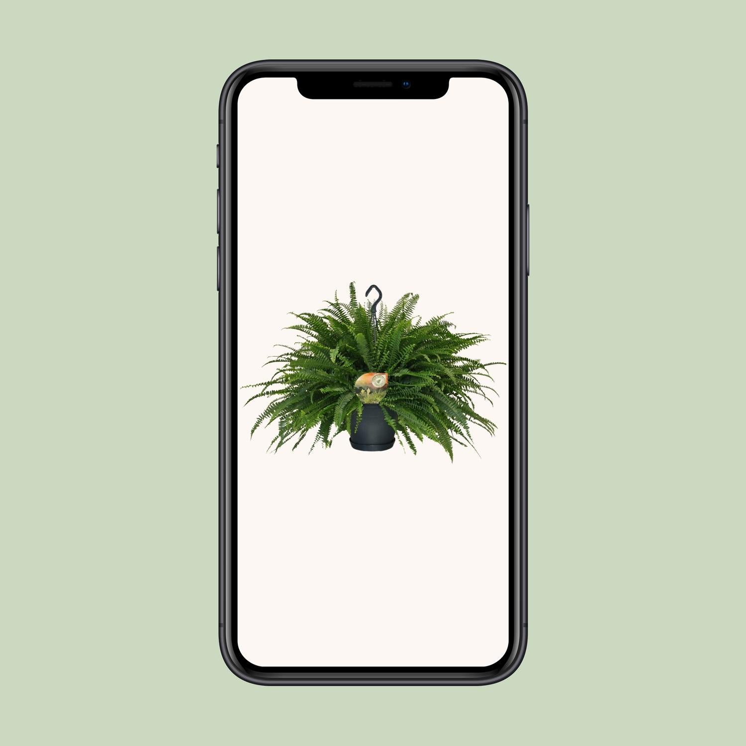 Nephrolepis „Grüne Dame“ Boston-Farn Ø20cm | Pflanzfix24.de - Pflanzfix24.de