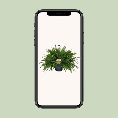 Nephrolepis „Grüne Dame“ Boston-Farn Ø20cm | Pflanzfix24.de - Pflanzfix24.de