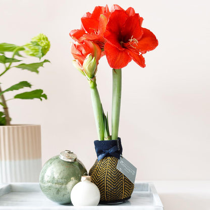 No Water Flowers® (wax amaryllis) | Fashionz Elegant - Gold + Red flower - Pflanzfix24