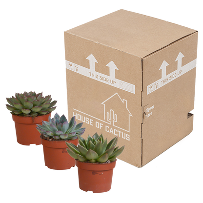 Echeveria-Mix 10,5 cm - 3x - zonder pot - Pflanzfix24.de - Pflanzfix24.de