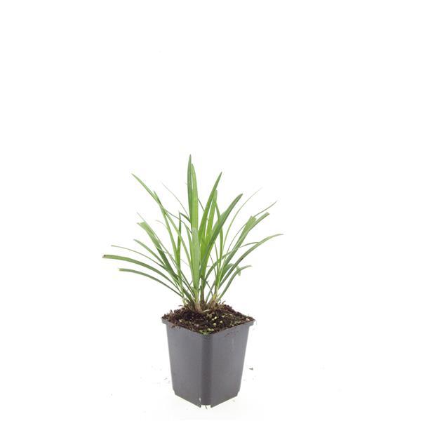 24x Liriope muscari 'Ingwersen' - ↕10-25cm - Ø9cm - Pflanzfix24