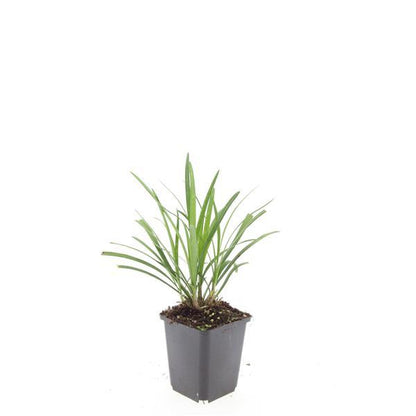 24x Liriope muscari 'Ingwersen' - ↕10-25cm - Ø9cm - Pflanzfix24