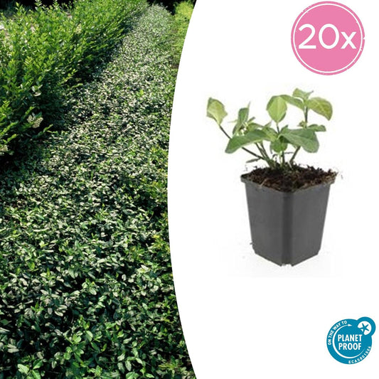 20x Wintercreeper "Dart's Blanket" (Euonymus fort.) von Pflanzfix24.de - ↕10-25cm - Ø9cm - Pflanzfix24.de