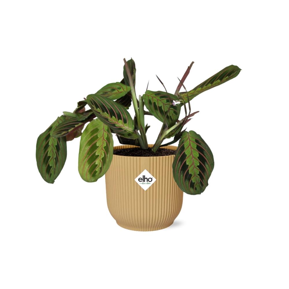 Maranta Leuconeura ‘Fascinator’ Tricolor 14cm ELHO Vibes Fold Gelb | Pflanzfix24