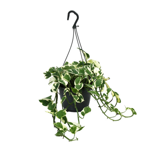 Scindapsus N’Joy 35cm – Ø15cm Topf – Pflanzfix24.de - Pflanzfix24.de