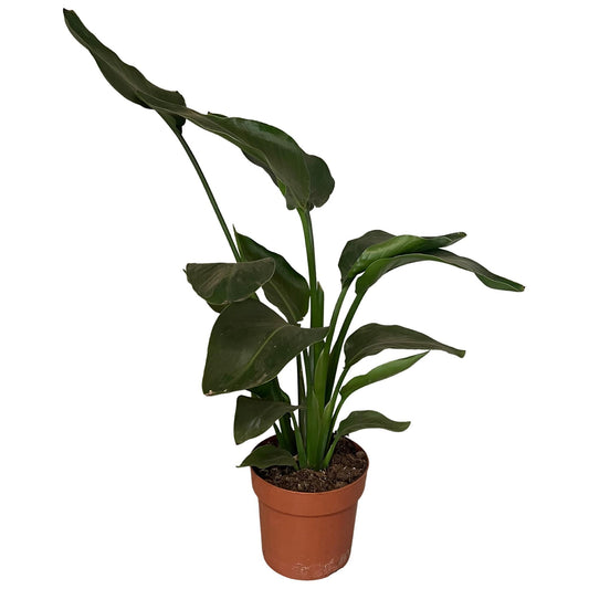 Strelitzia Nicolai 2pp 65 cm Ø17 cm | Pflanzfix24.de - Pflanzfix24.de