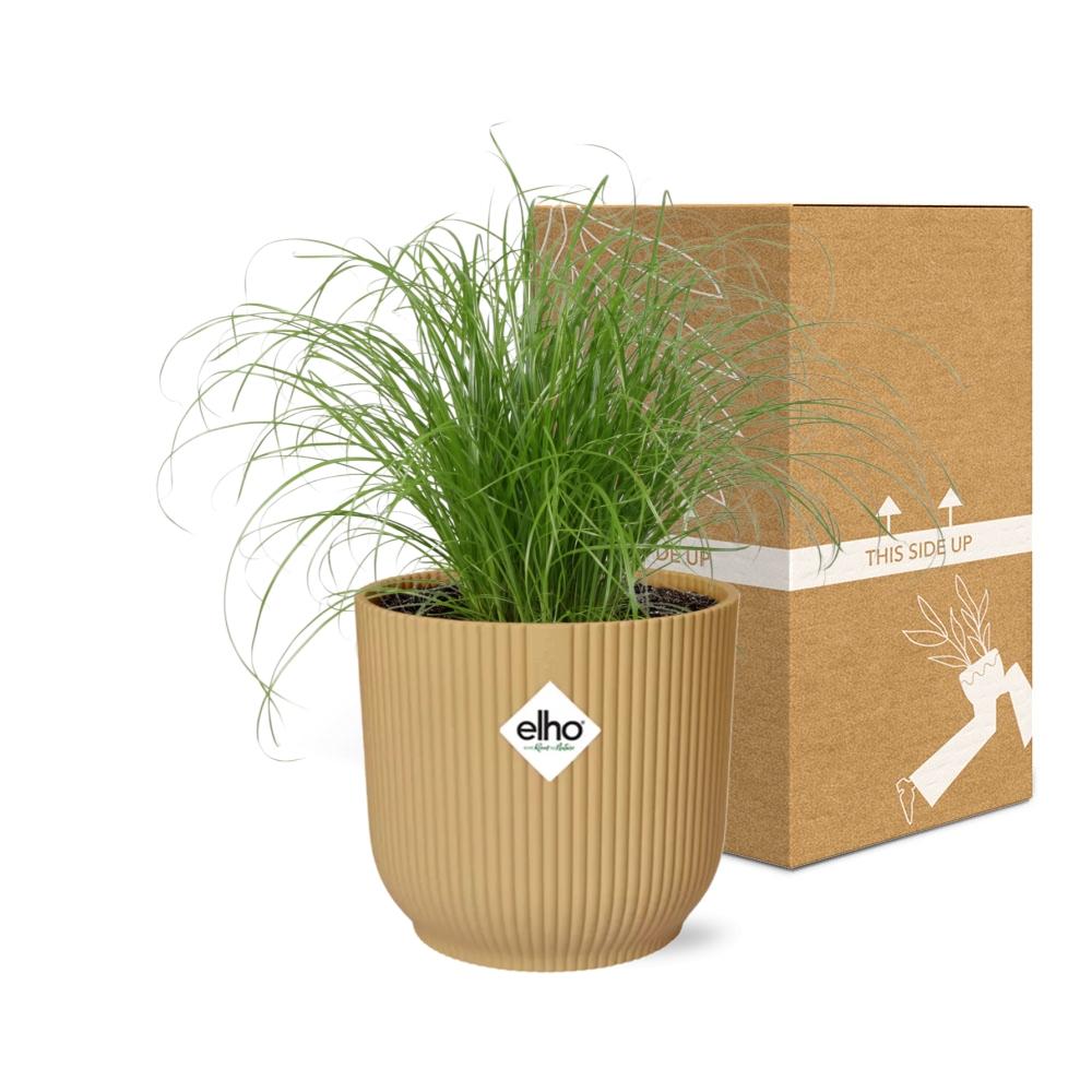 Cyperus Alternifolius Zumula in ELHO Vibes Fold 14cm geel bei Pflanzfix24