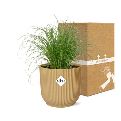 Cyperus Alternifolius Zumula in ELHO Vibes Fold 14cm geel bei Pflanzfix24