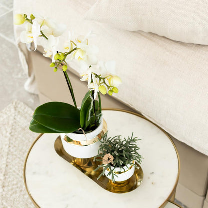Orchidee Amabilis Ø9cm Goldtopf 40cm – Pflanzfix24.de - Pflanzfix24.de