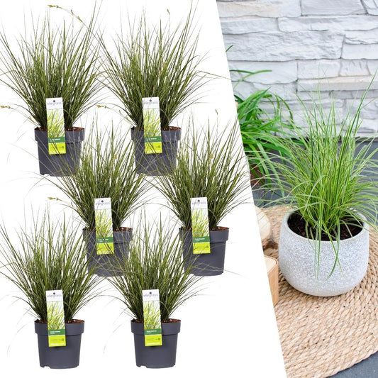 6 x Carex brunnea Variegata - Ø 14 cm - ↨ 25 cm - Pflanzfix24