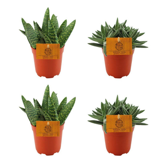 Aloe Paradisicum & Crassula Tenelli - 4er Set - Pflanzfix24
