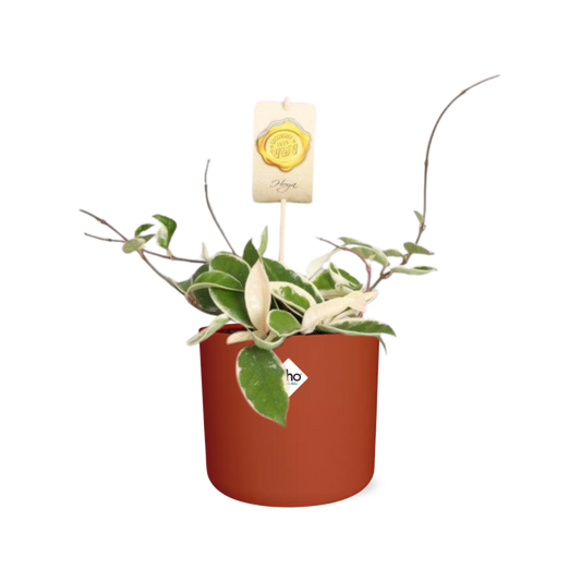 Hoya Carn.’Krimson Queen’ in ELHO b.for soft rond 14cm brique - Pflanzfix24