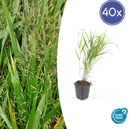 40x Hakonechloa macra - Japanisches Waldgras - Pflanzfix24