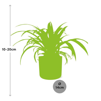 Chlorophytum Comosum Variegatum Spiderpflanze in ELHO b.for soft round 14cm Brick - Pflanzfix24