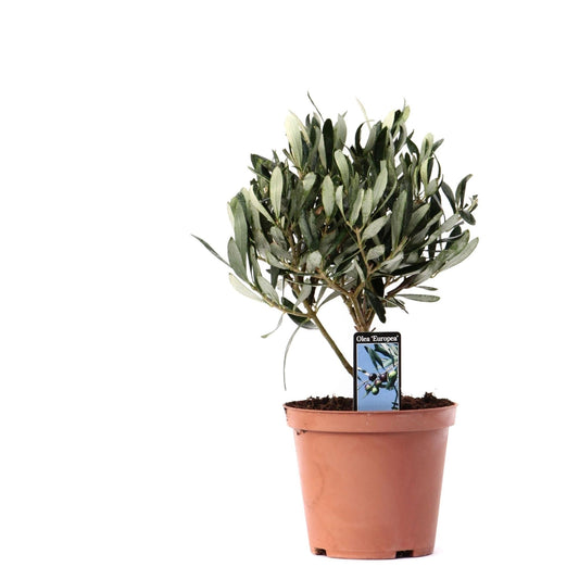 Olivenbaum auf Stamm Ø13cm – 21cm | Pflanzfix24.de - Pflanzfix24.de